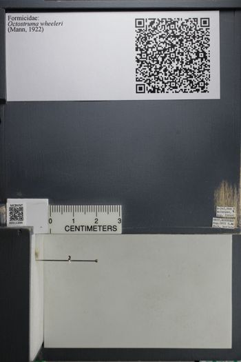 Media type: image; Entomology 511394